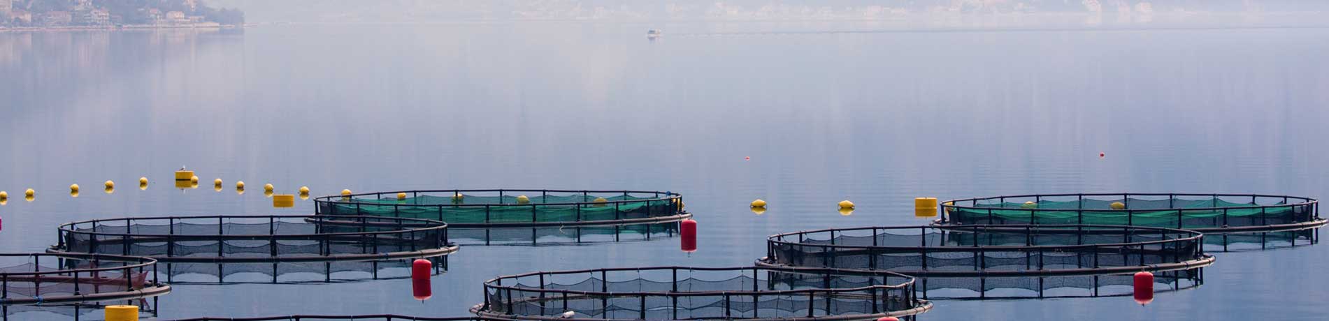 Fiskeoppdrett er en industri som er i enorm vekst. Furuno Norge Safety System (FNSS) er det perfekte sikkerhetssystemet for ansatte, anlegg og fisk.
Finn ut mer