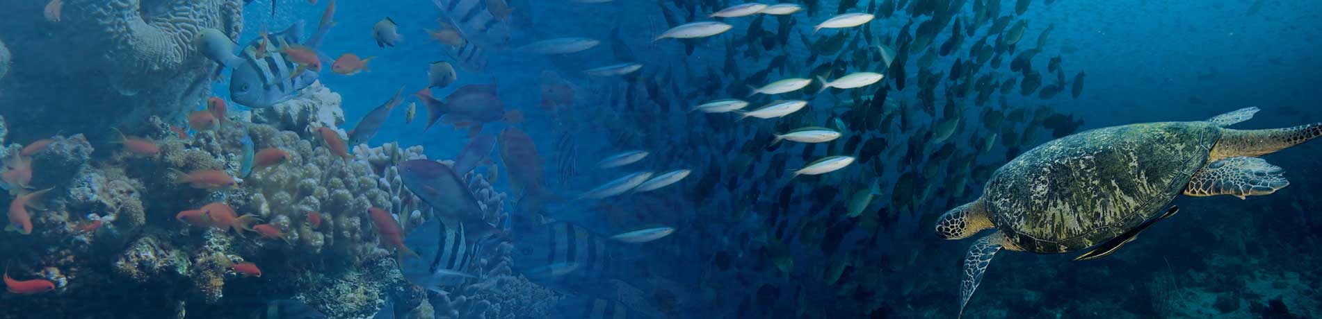 Natural parks and other protected areas often need a reliable monitoring and surveillance system, which is exactly what TZ Coastal Monitoring offers.
Learn more